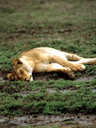 Serengeti National Park - leonessa presso Seronera