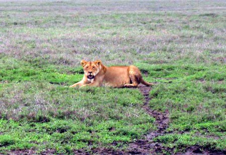 Serengeti National Park - leone presso Seronera