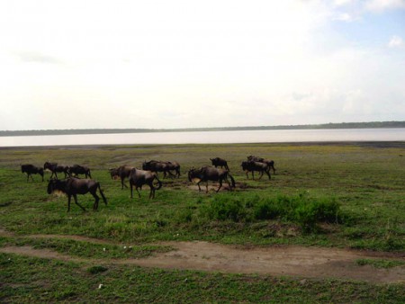 Serengeti National Park - gnu presso il Lake Ndutu