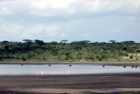 Serengeti National Park - gnu e fenicotteri - Lake Ndutu
