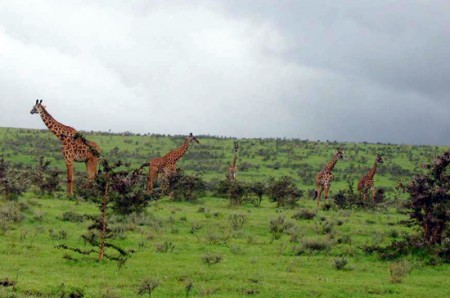 Serengeti National Park - giraffe