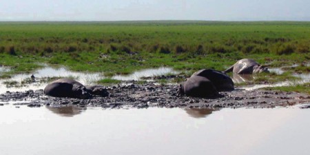 Nogorongoro Crater - ippopotami