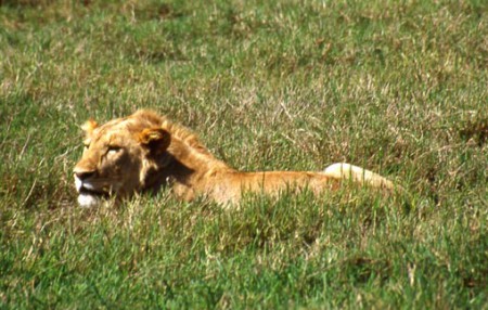 Nogorongoro Crater - leone