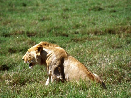 Nogorongoro Crater - leone