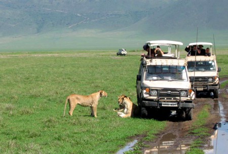 Nogorongoro Crater - leoni