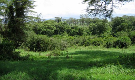 Nogorongoro Crater