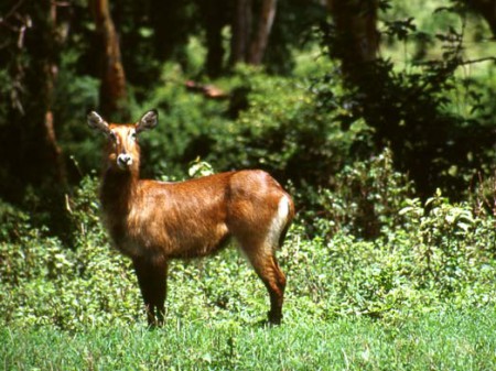 Nogorongoro Crater - antilope