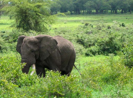 Nogorongoro Crater - elefante