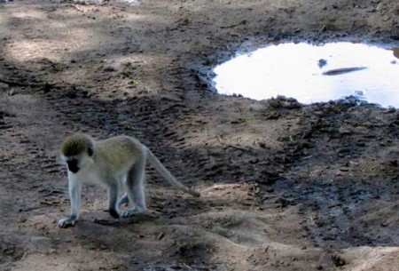 Nogorongoro Crater - scimmia di vervet