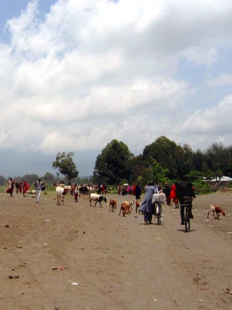 Ngaramtoni - mercato (masai) del bestiame