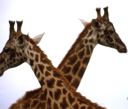 Masai Mara Reserve - giraffe