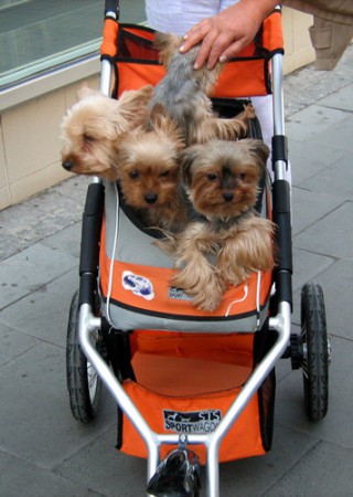 passeggino per cuccioli