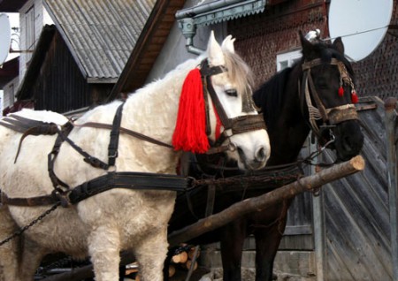 tipico mezzo di trasporto - Bucovina