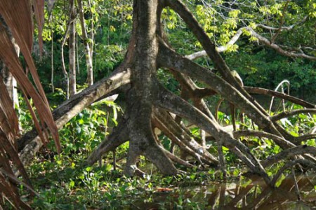 vegetazione - delta dell'Orinoco