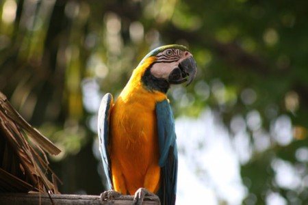 pappagallo - uccello - delta dell'Orinoco