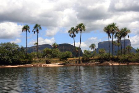 Rio Carrao - palme e tepuyes - Canaima