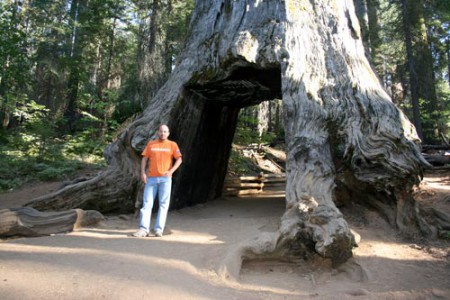 Yosemite National Park - Tuolumme Grove