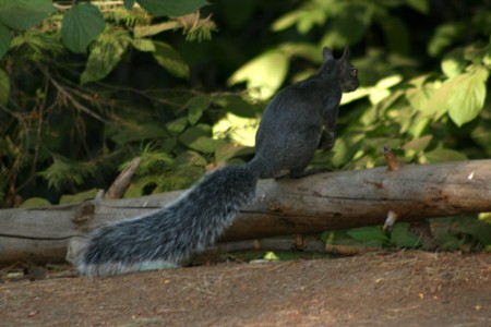 Yosemite National Park - scoiattolo