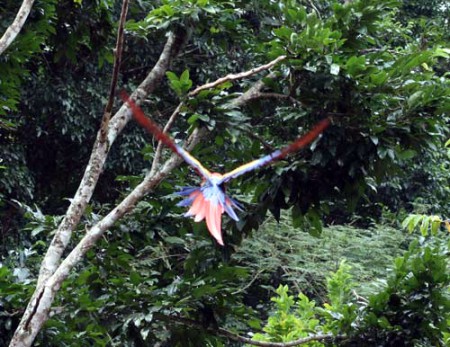 rovine di Copan - pappagallo ara ara