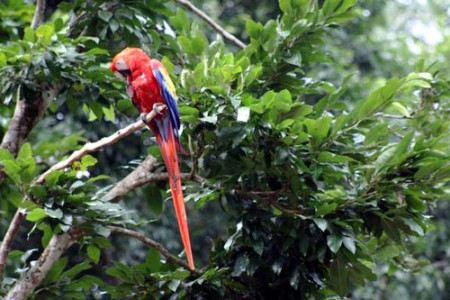 rovine di Copan - pappagallo ara ara