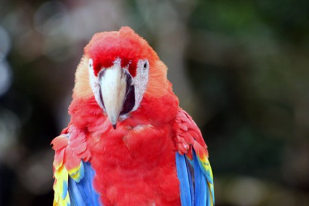 rovine di Copan - pappagalli ara ara