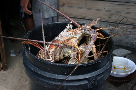 Cayo Chachahuate - aragosta, il nostro pranzo