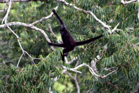 Tikal - scimmia urlatrice