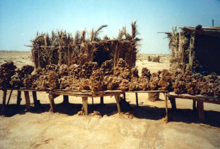 bancarella di rose del deserto