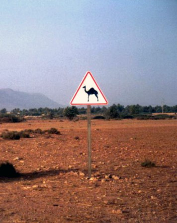 attenzione pericolo cammelli