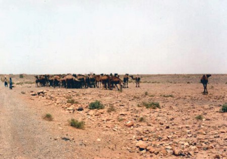 cammelli lungo la strada