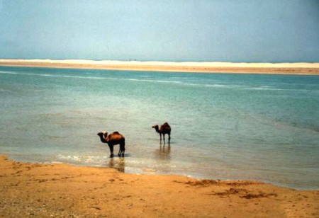 cammelli nel mare