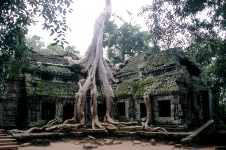 Angkor dove natura e rovine convivono