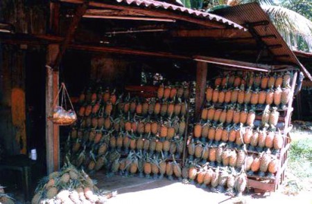negozio di ananas presso Wewaldeniya