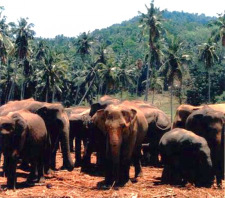Pinnewala Elephant Orphanage - Kegalle