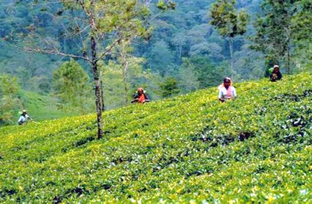 piantagioni di tè presso Ella
