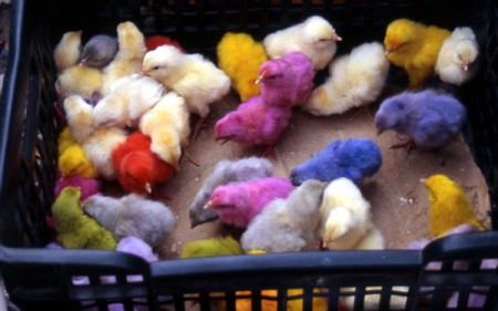 mercato di Al Hudaydai