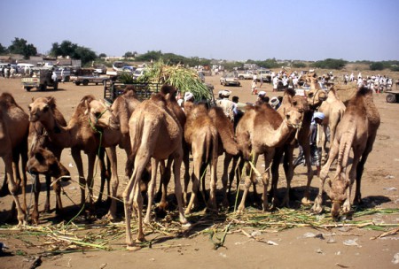 mercato dromedari di Bait Alfaqih