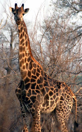 Kruger National Park - giraffa