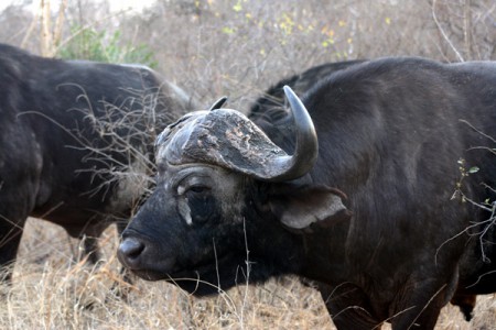 Kruger National Park - bufalo d'acqua