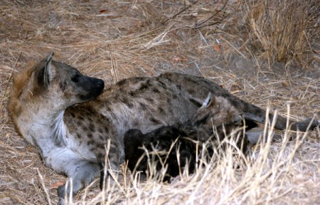 Kruger National Park - iena con cuccioli
