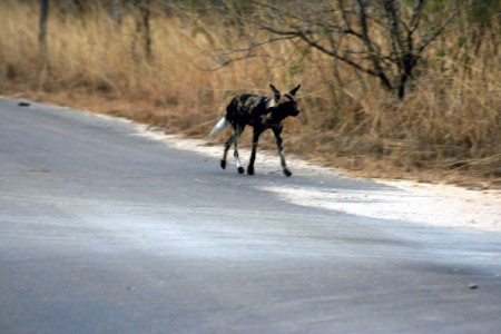 Kruger National Park - licaone