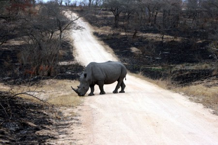 Kruger National Park - rinoceronte