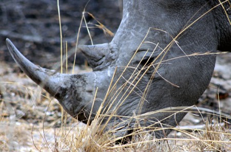 Kruger National Park - rinoceronte
