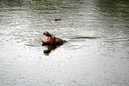 Kruger National Park - ippopotamo