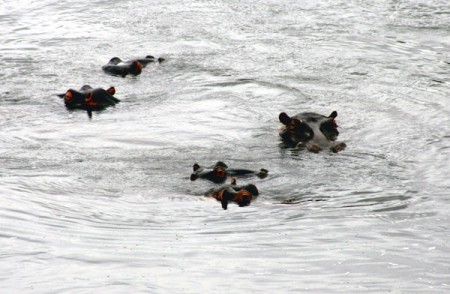 Kruger National Park - ippopotami