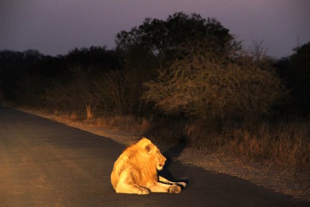Kruger National Park - leone