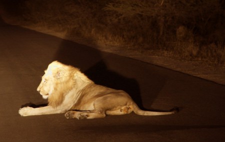 Kruger National Park - leoni