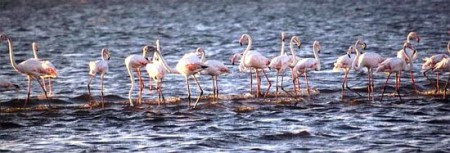 fenicotteri a Walwis Bay