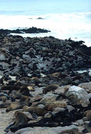 Cape Cross - colonia di otarie