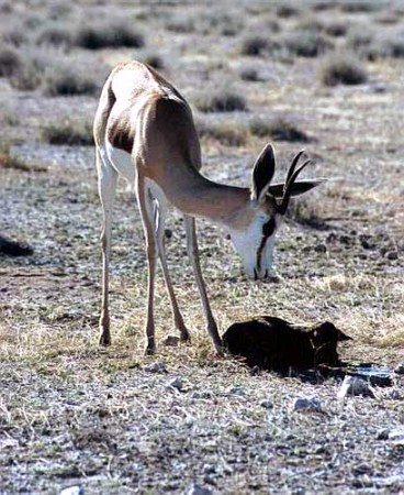 nascita - Etosha National Park
